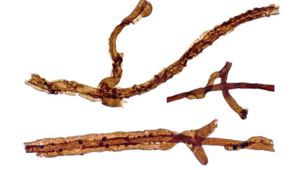 Fungus is oldest known land fossil