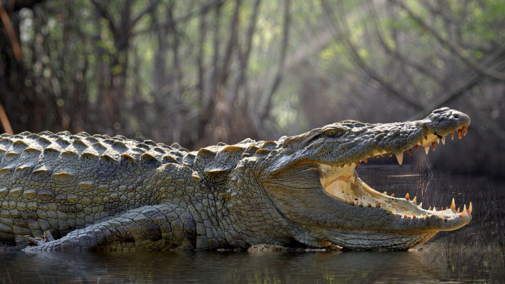 Sri Lanka river paddle boarder faced crocodile threat