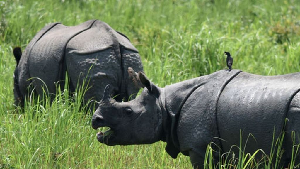 Kaziranga: The park that shoots people to protect rhinos - BBC News