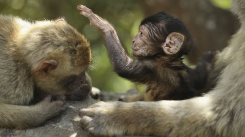 Total trade ban for Gibraltar's monkeys agreed