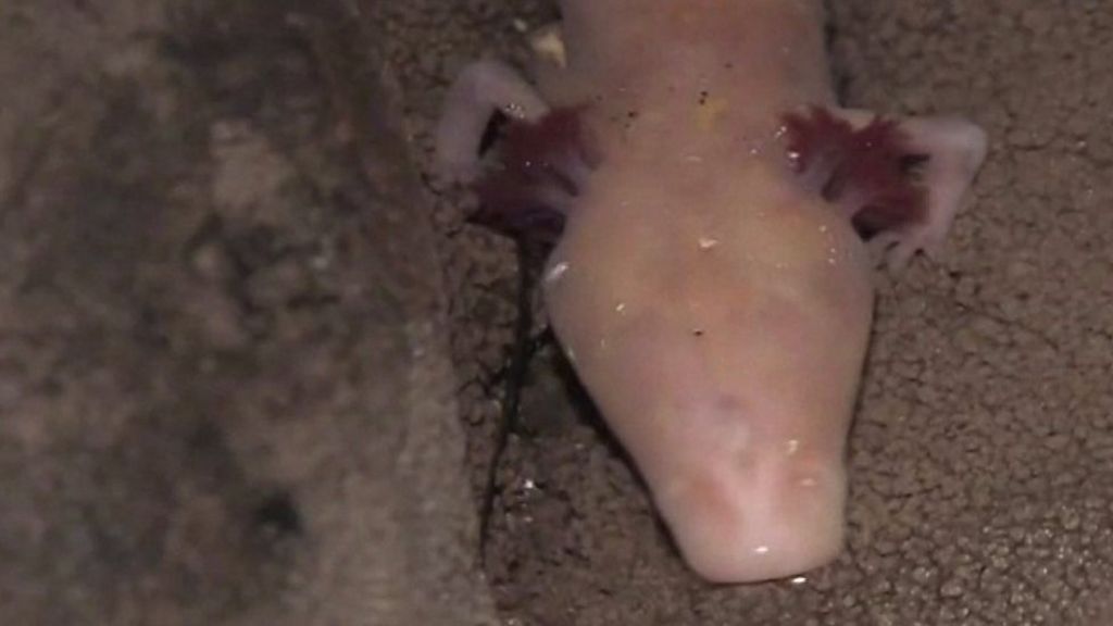 Croatian scientists 'find 30 new species in caves'