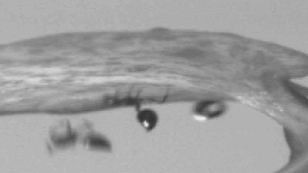 VIDEO: Plant's deadly rain-powered spring