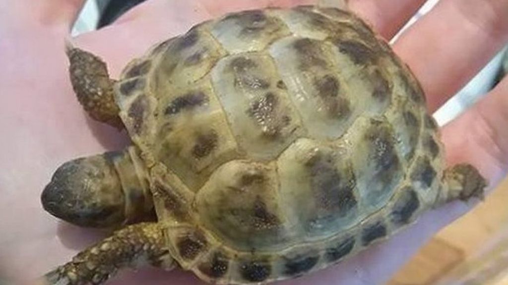 Stolen baby tortoise returned to Ormskirk pet shop