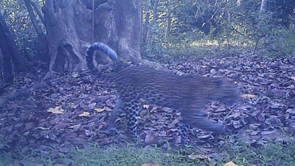 Terekam kamera, empat ekor macan tutul Jawa di Cikepuh