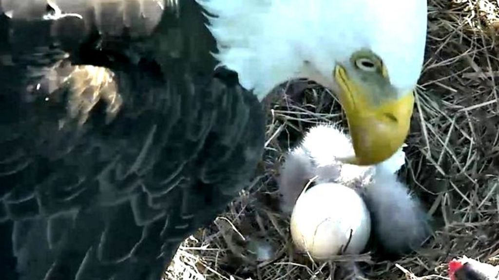 VIDEO: Bald eagle hatches in Washington DC