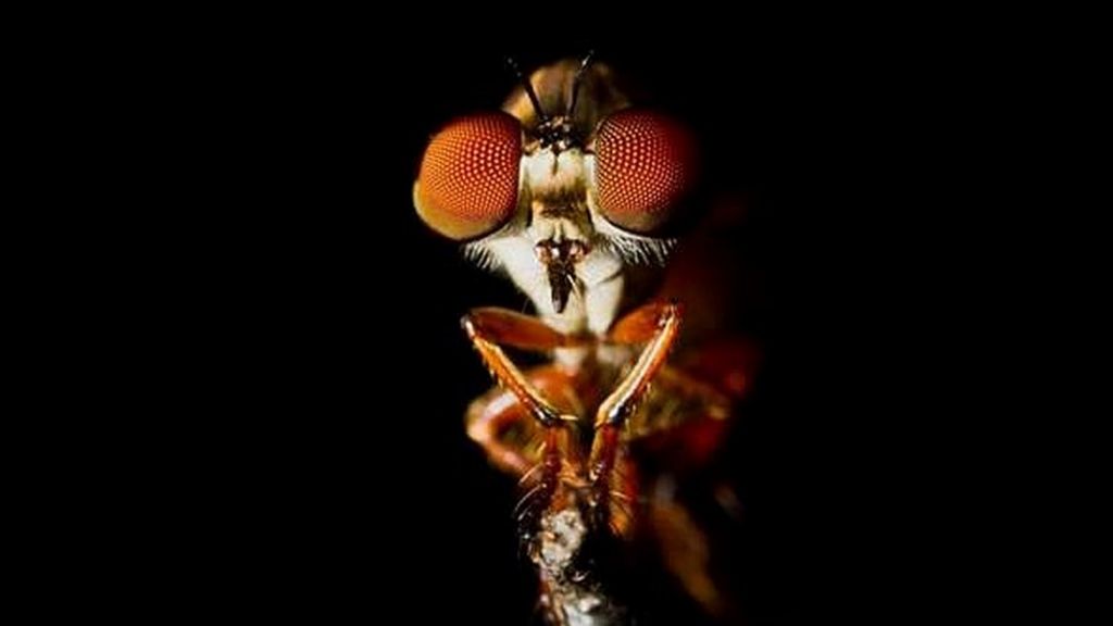 Robber fly: Hunting secrets of a tiny predator
