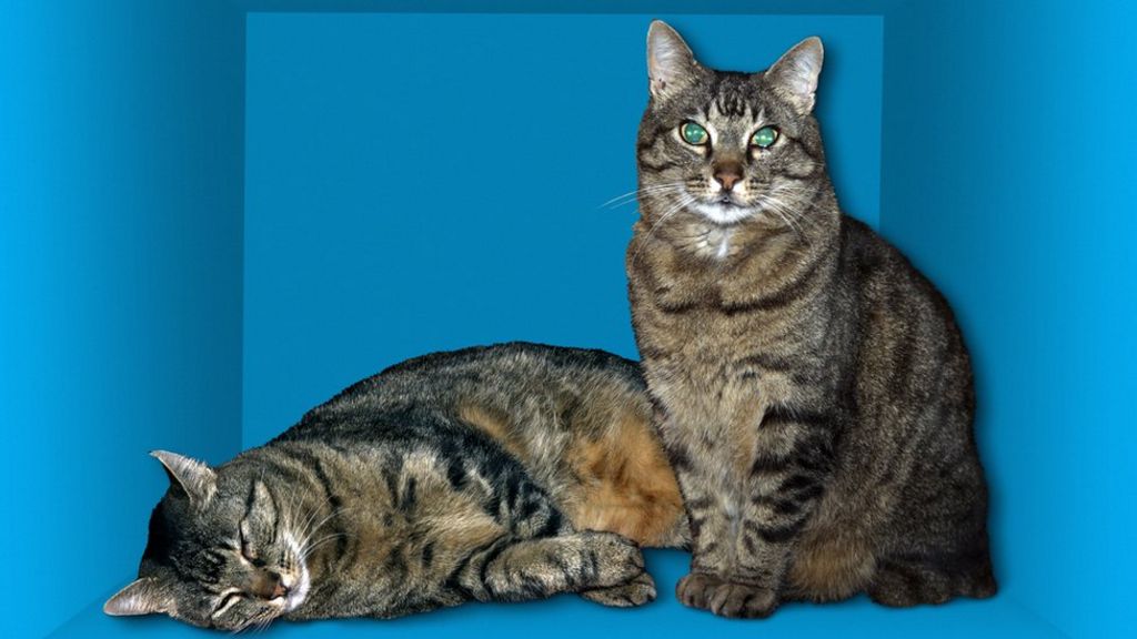 'Dead or alive' cat in physics top 10