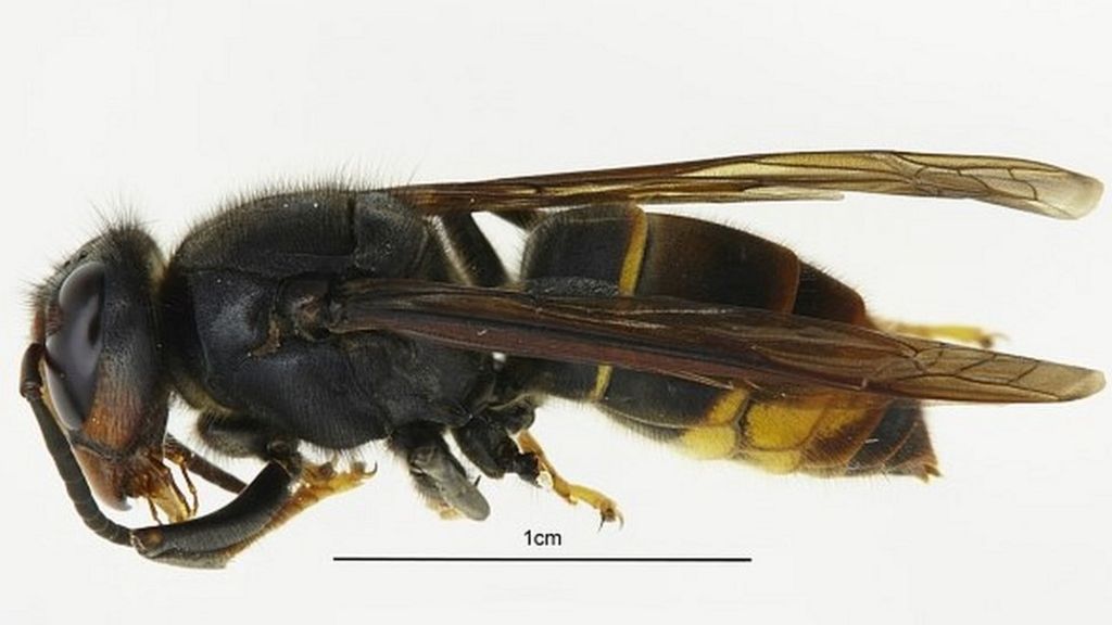 Invasive Asian Hornet spotted in Britain for first time, experts confirm