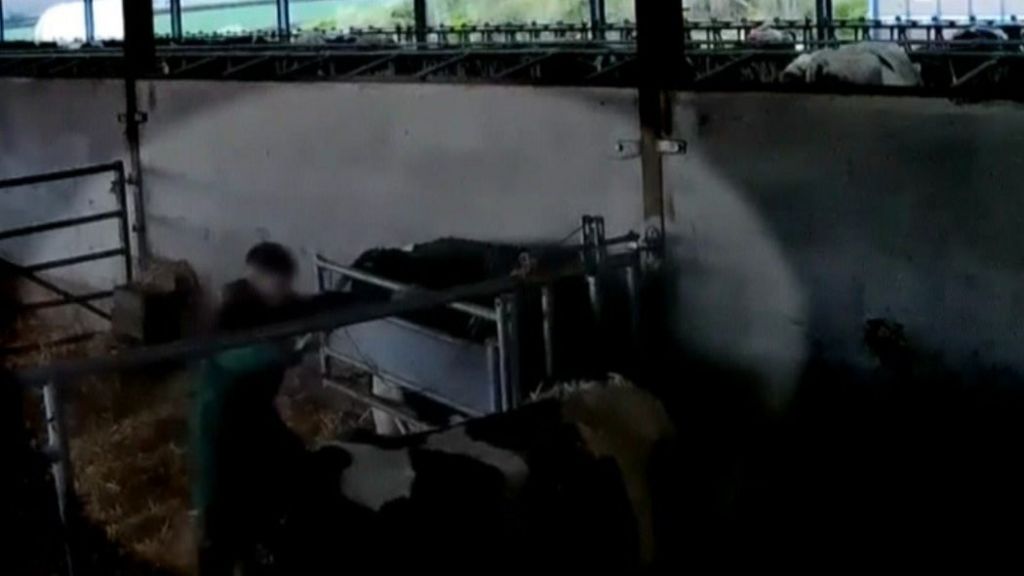 Secret filming shows calves at Somerset farm being punched and kicked