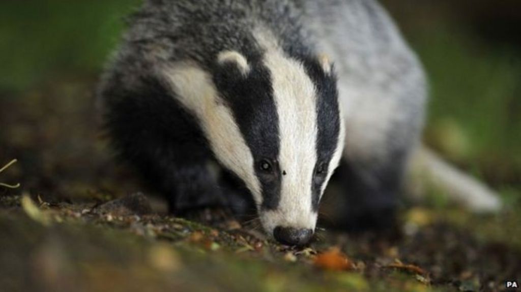 'Fake science used to justify badger culls'