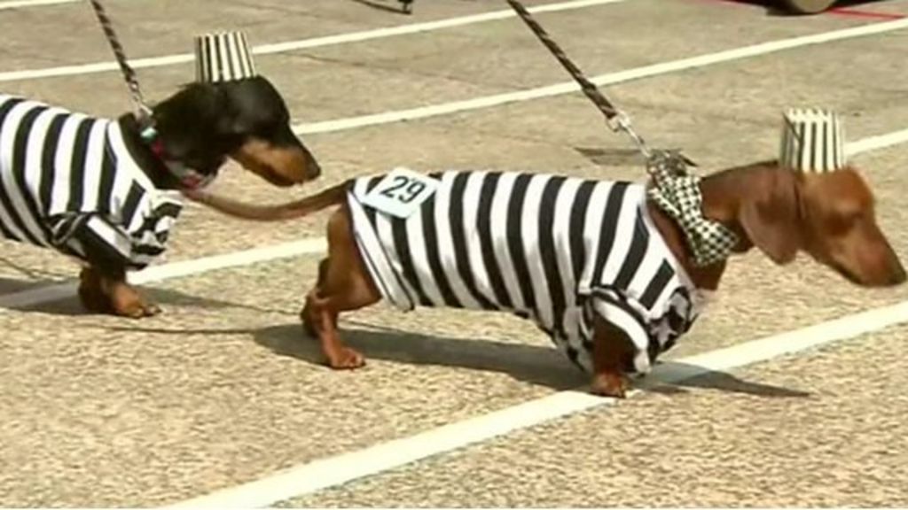 Speedy sausage dogs take to the track BBC News