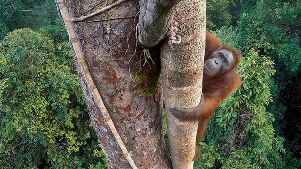 Ape's fig challenge wins photo award