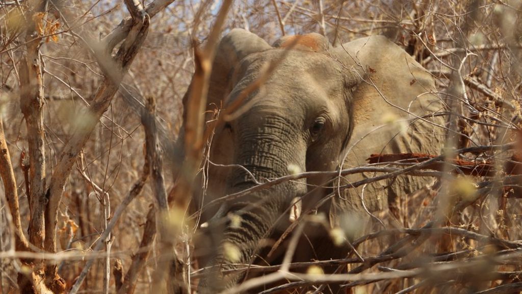 Zambia's front line between elephants and humans