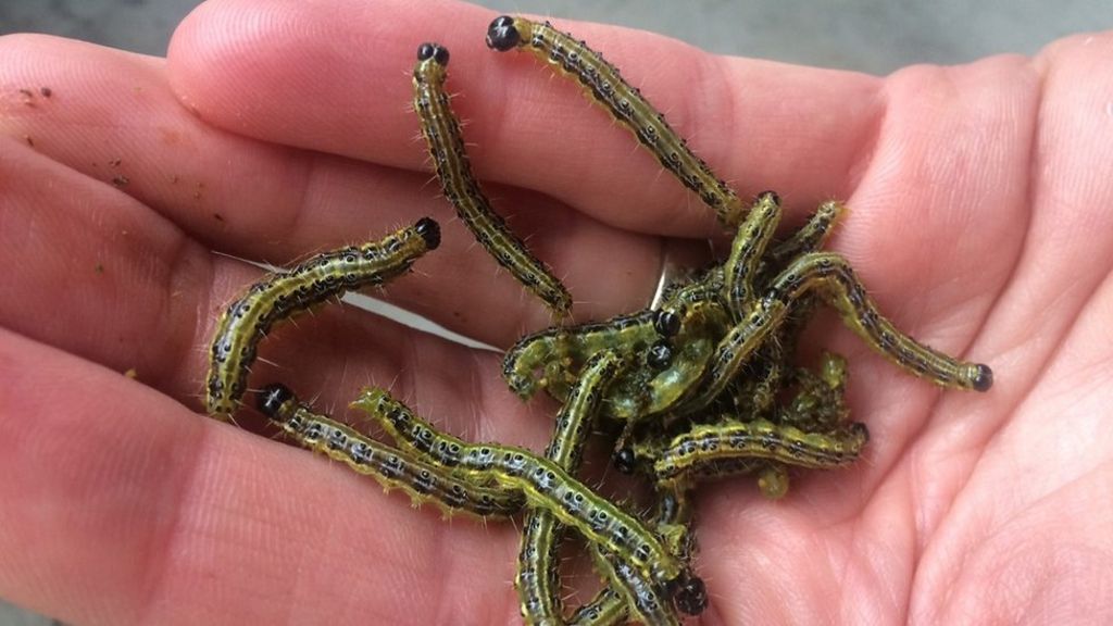 Invasive bug 'could spread in UK'