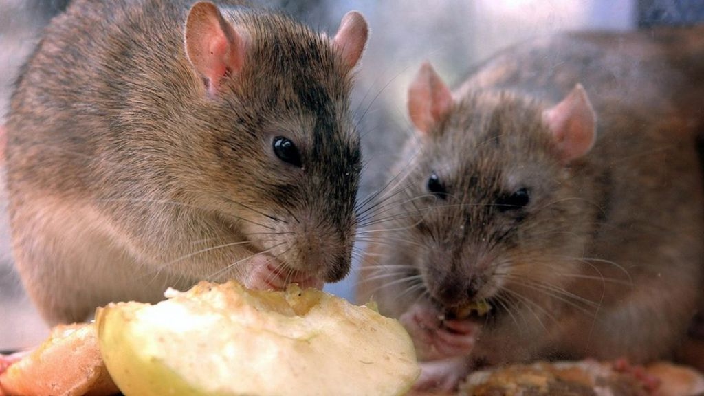 Belfast man catches 19 rats in 24 hours at home