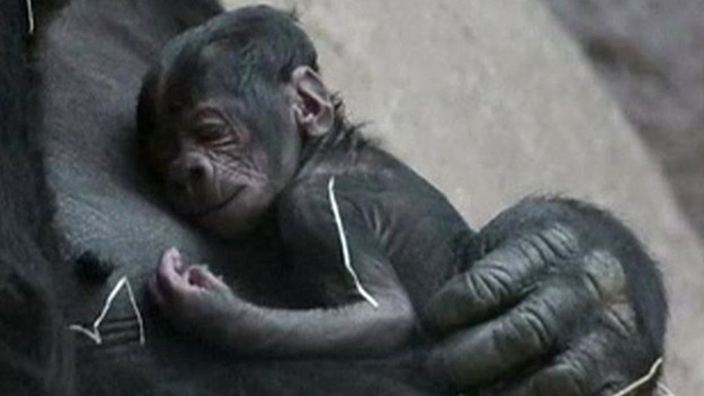 VIDEO: 'Fat' gorilla surprises zoo with baby