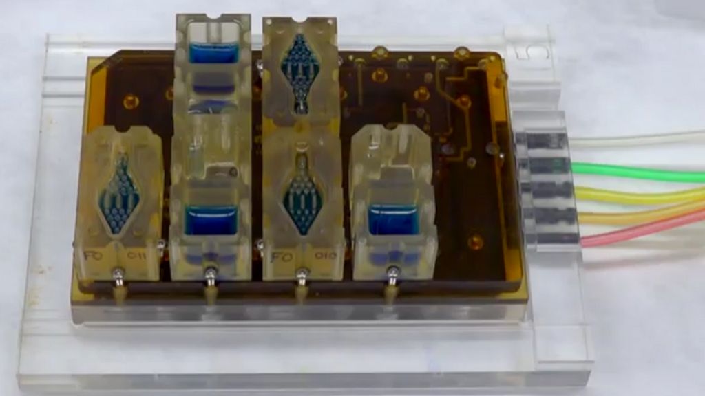 Menstrual cycle recreated 'in a dish'