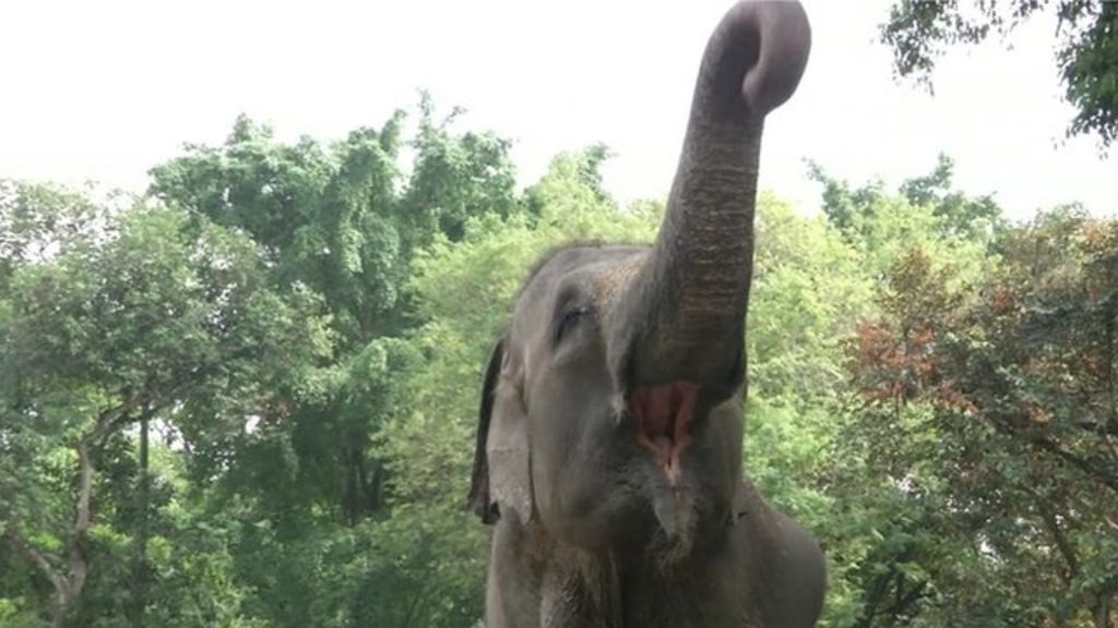 VIDEO: Indonesia zoo app 'to tackle image'