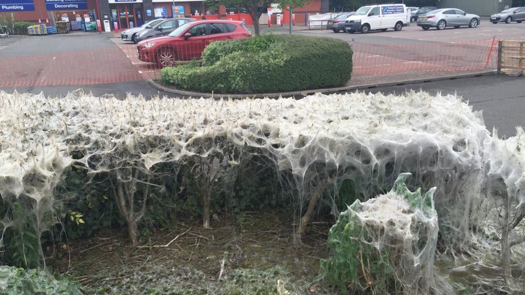 Giant caterpillar web cordoned off
