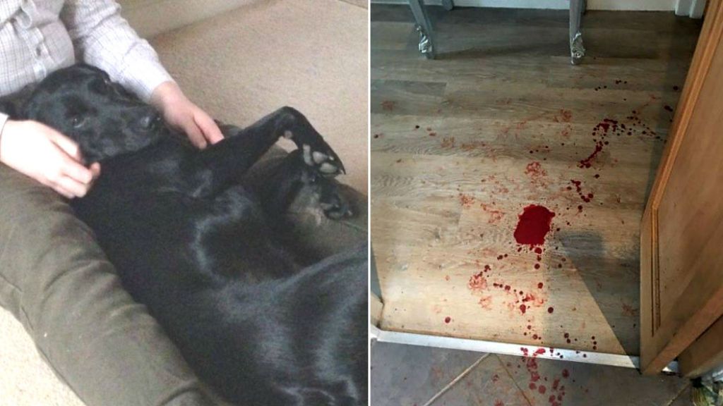 Dog stabbed twice during burglary in Derbyshire