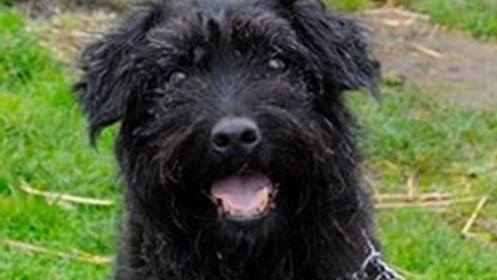 'Most unwanted' dog finds a home