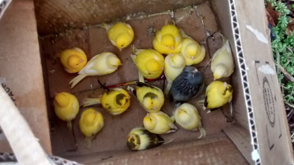 Canaries left to 'horrible slow death'