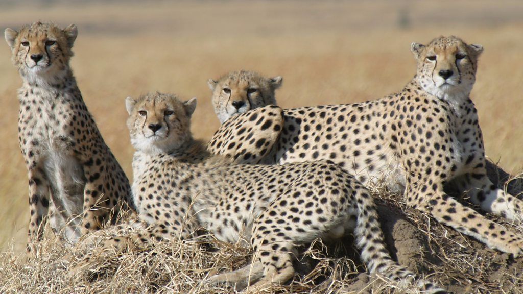 Cheetahs heading for extinction, study says