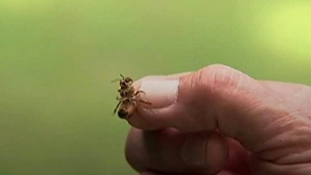 Hundreds of beehive thefts blamed on rising honey price