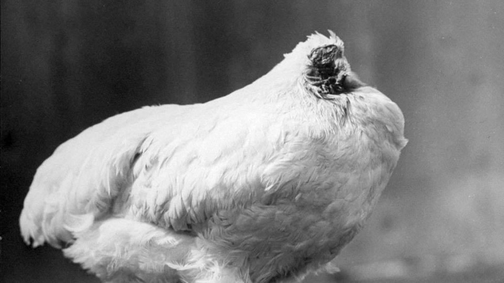 the-chicken-that-lived-for-18-months-without-a-head-bbc-news