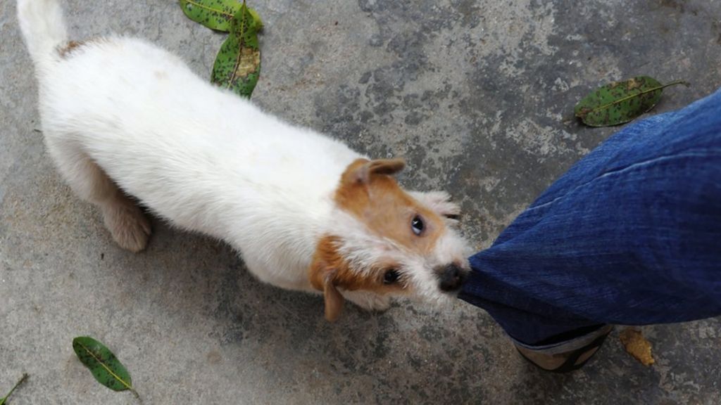 Doggie dangers and butt voting