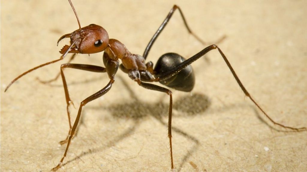 Ants use Sun and memories to navigate