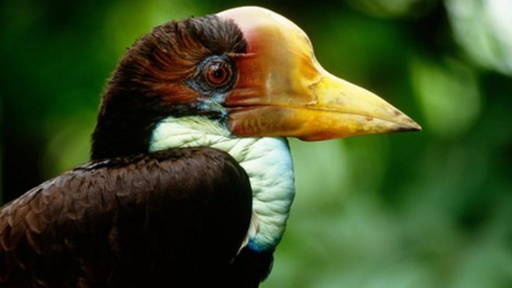 'Flying ivory' hornbill bird gains extra protection