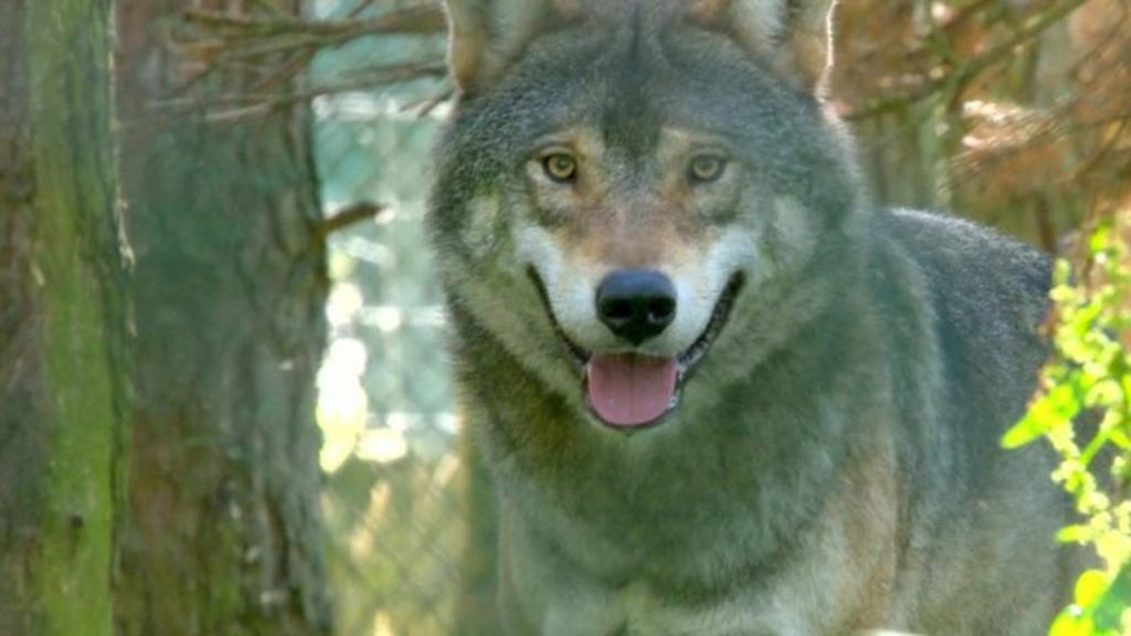 VIDEO: Should wolves be introduced in Scotland?