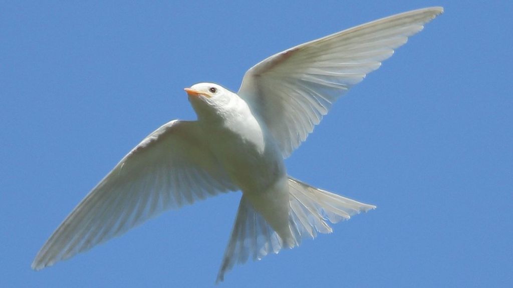 Rarely Seen Pure White Swallow Spotted In Cirencester Bbc News