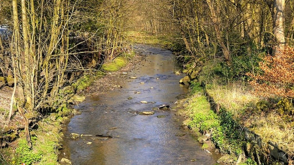 Blackburn dog attack: Italian mastiffs and terrier cross bite man