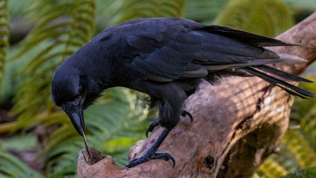 Clever crow naturally uses tools