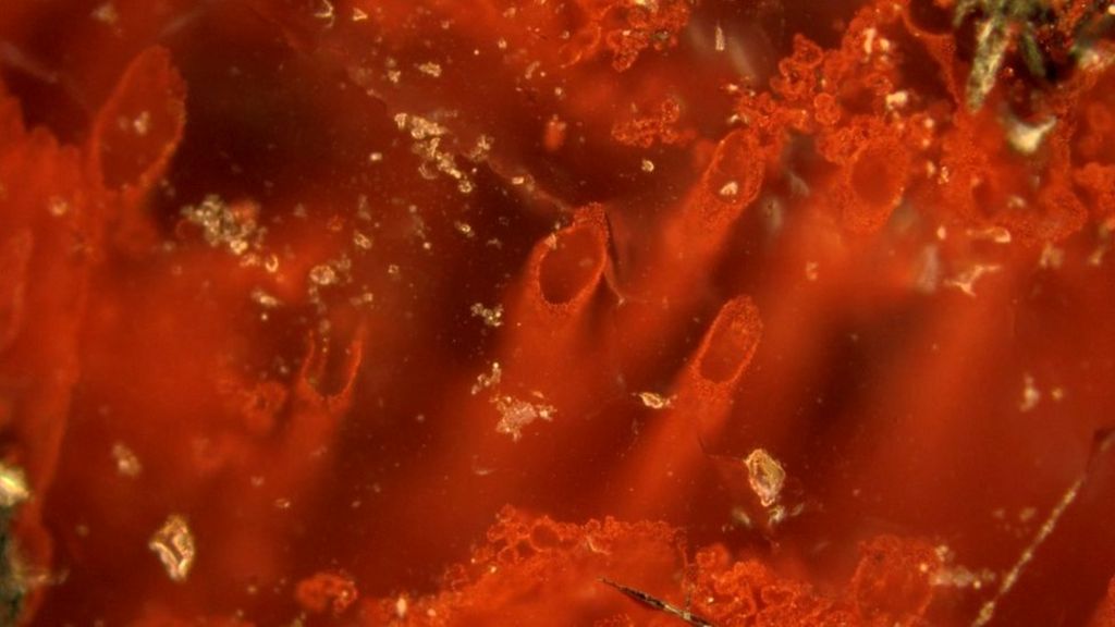 Earliest evidence of life on Earth 'found'