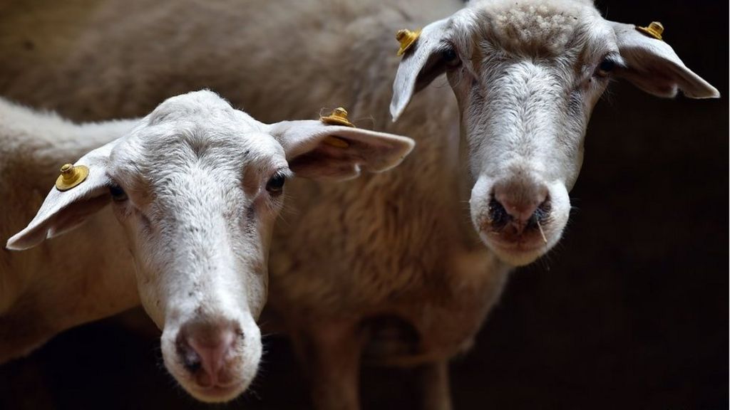 Mafia 'communicated in sheep code'