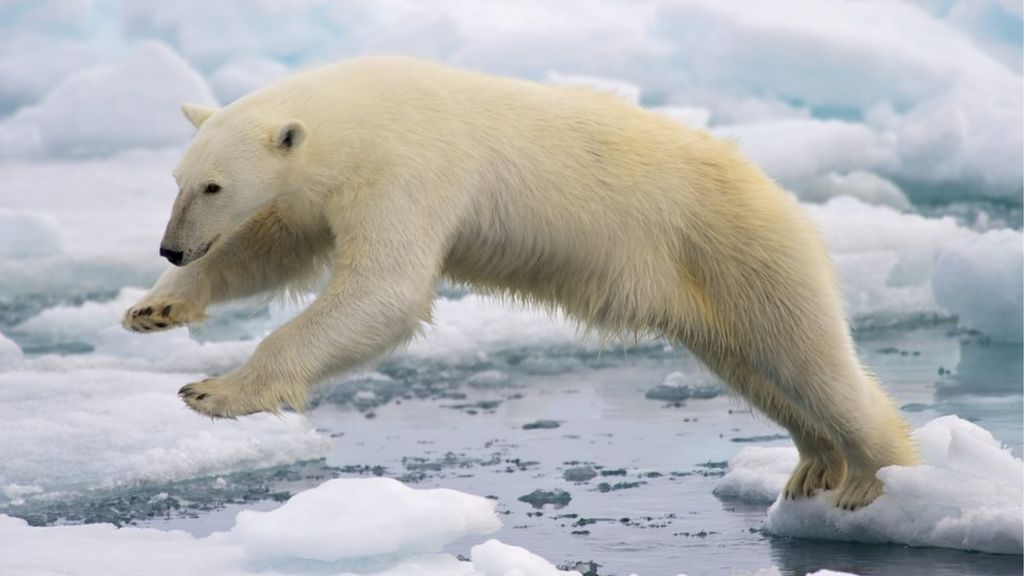 Two days on ice with three polar bears