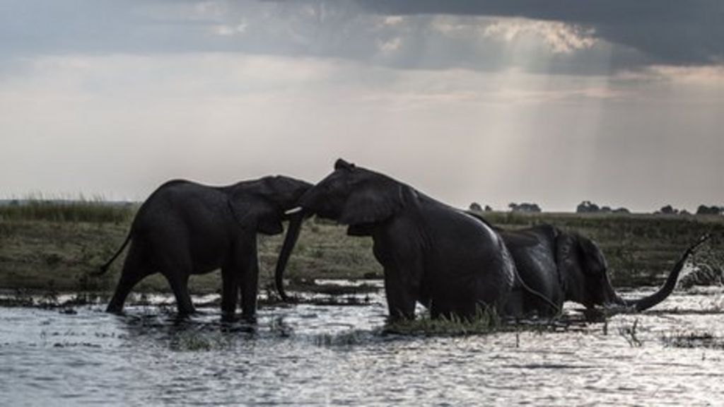 Species body says extra elephant protection could boost ivory trade