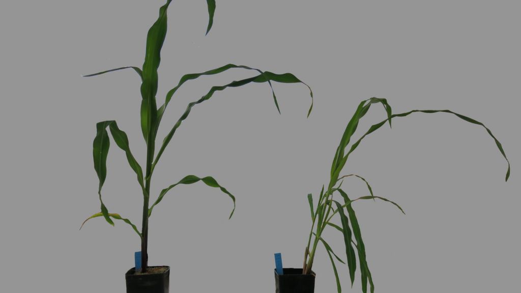 Seeds offer clue to domesticated plants' larger size