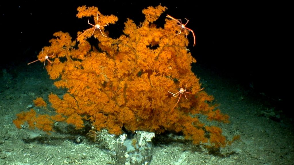 Deep Atlantic: Scientists launch ocean mission