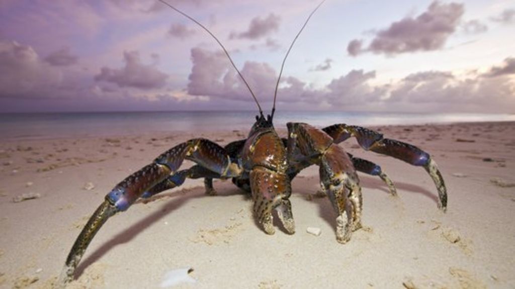 Meet the crab with the 'mighty claw'