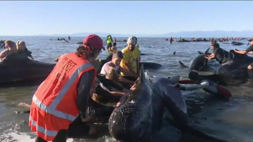 New Zealand whales: Frantic bid to save stranded mammals