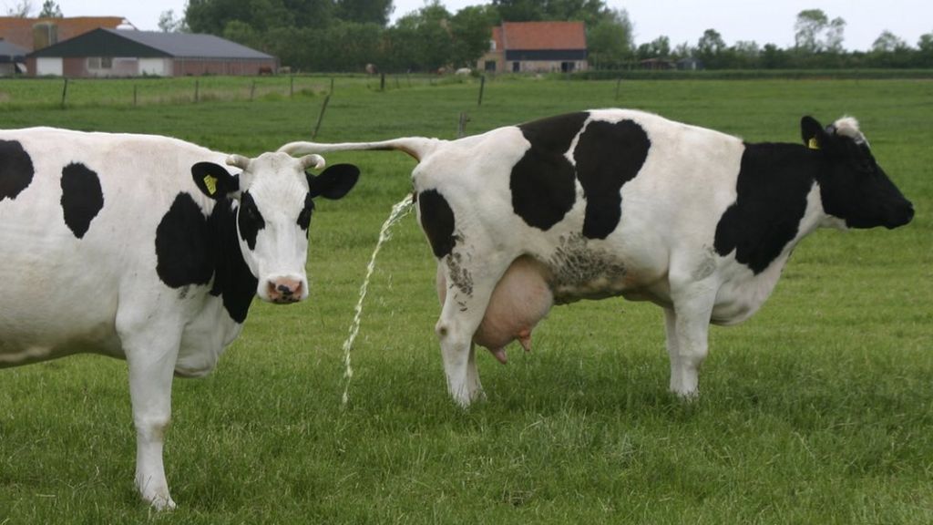 'Pee duration' study wins Ig Nobel