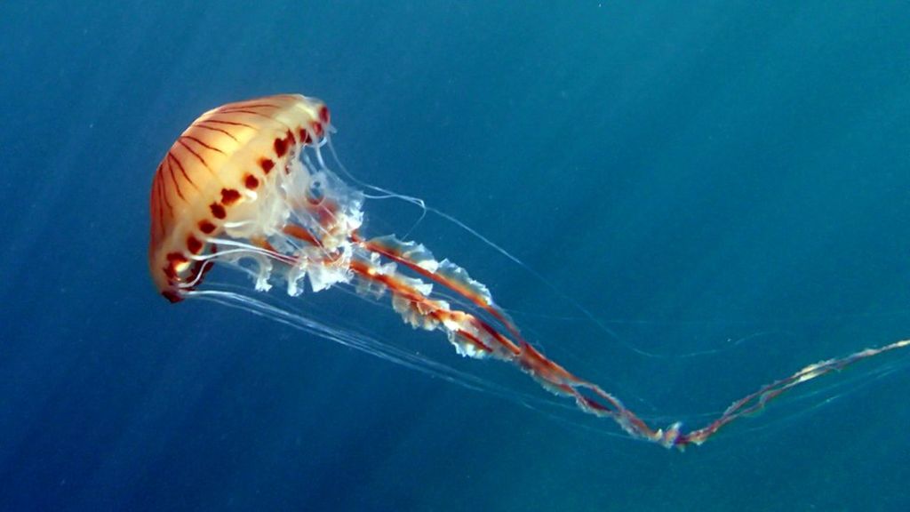 How dangerous are Britain's jellyfish? BBC News