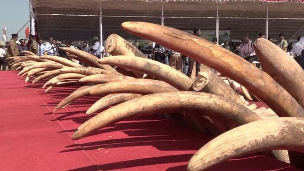 VIDEO: Sri Lanka destroys poached 'blood' ivory