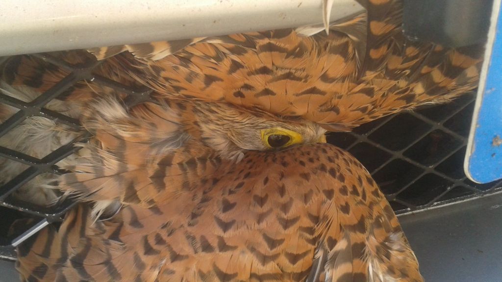 Live kestrel trapped in car grille
