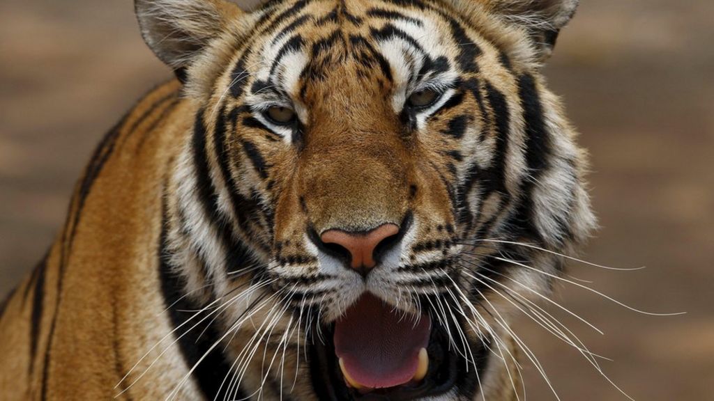 Escaped tiger startles Qatar commuters