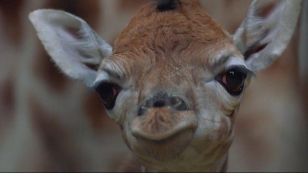 Rare giraffe born on Boxing Day